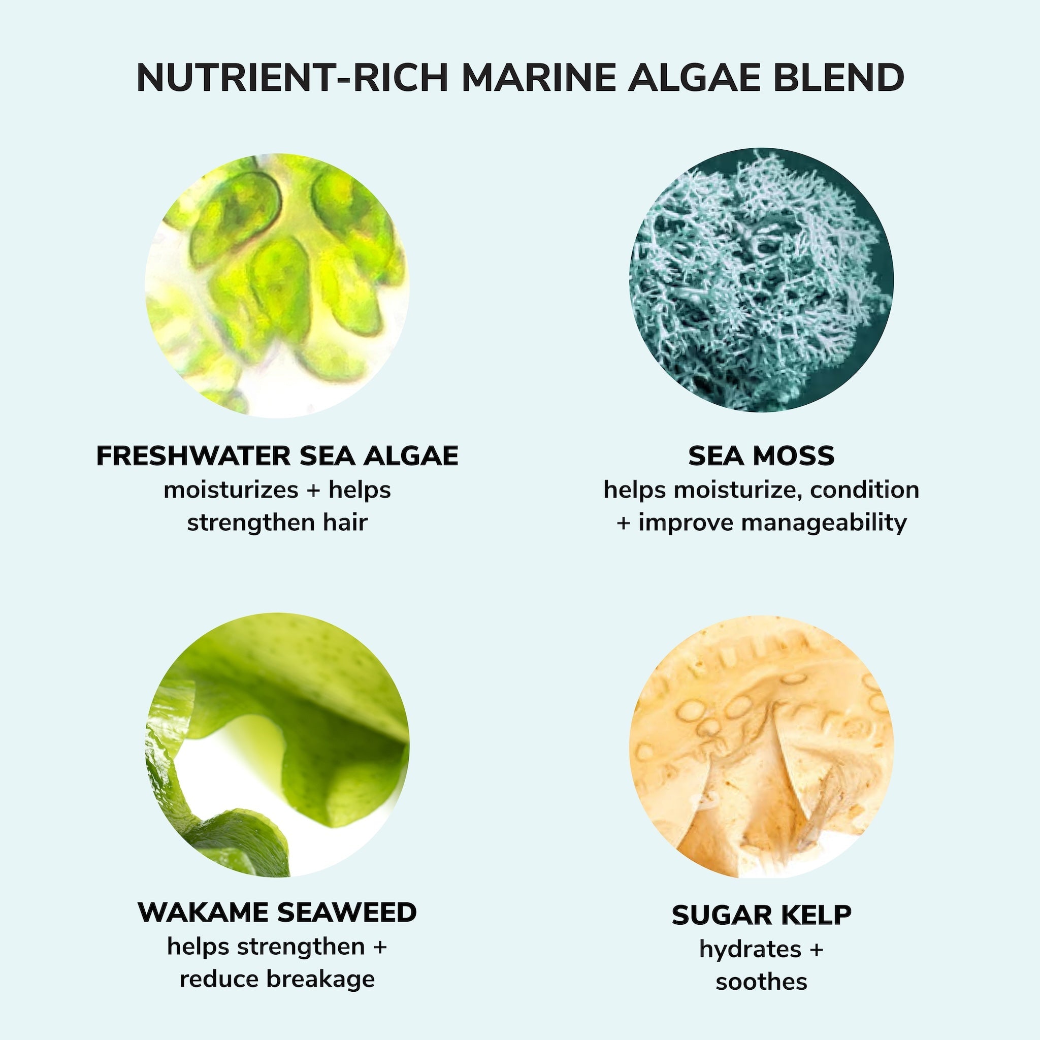 Nutrient-rich marine algae blend with images and descriptions of freshwater sea algae, sea moss, wakame seaweed, and sugar kelp.